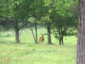 Reh_im_Wald