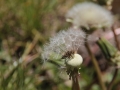 Pusteblume