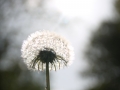 durch_die_pusteblume_gesagt