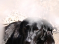 kerry_nebel