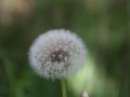pusteblume_dunkel