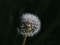 pusteblume_ein_paar_weg