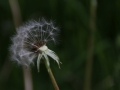 pusteblume_fast_leer