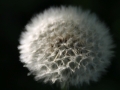 pusteblume_halb_hell