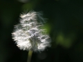 pusteblume_halb_weg