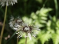 pusteblume_nach_regen