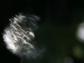 pusteblume_viel_weg