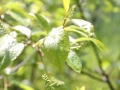 tropfen_auf_blatt