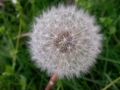 IMG_20150517_175544.jpg