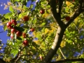 Apfelbaum
