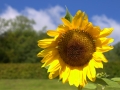 Sonnenblume