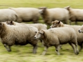 Need for Sheep