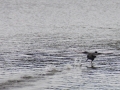 water_starter_2