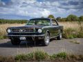 Mustang_auf_der_Weide