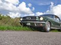 Mustang_auf_der_Wiese